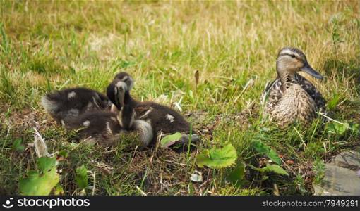 mother duck with chicks