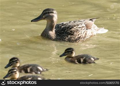 Mother duck with ducklings swimming on canal
