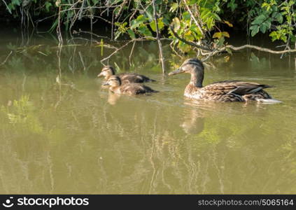 Mother duck with two ducklings on river