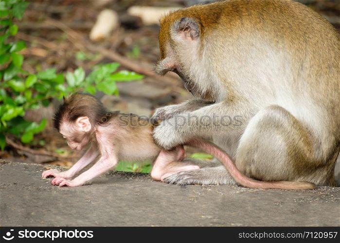 Mother find lice and tick for baby monkey Expression of love on the floor, lives in a natural forest of Thailand.