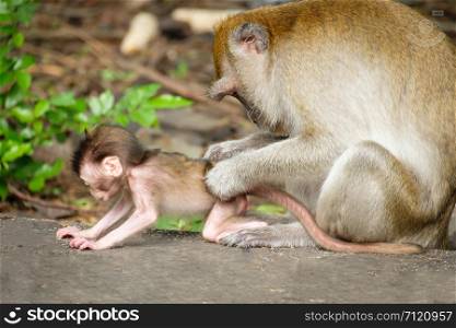 Mother find lice and tick for baby monkey Expression of love on the floor, lives in a natural forest of Thailand.