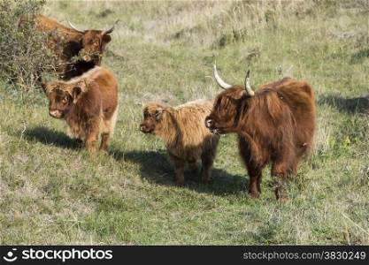 mother galloway and two young animals in dutch nature
