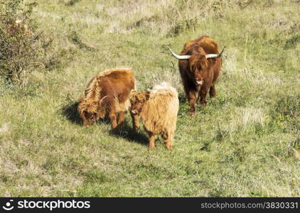 mother galloway and two young animals in dutch nature