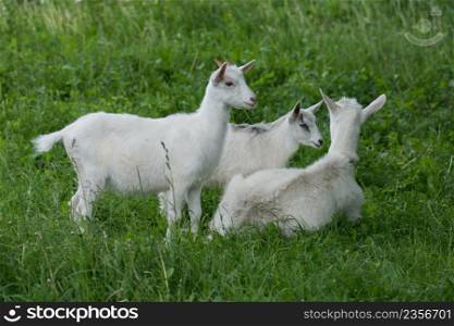 Mother goat and her babys in the village. Family of goats. Goats is grazed on a green meadow . Animal husbandry concept