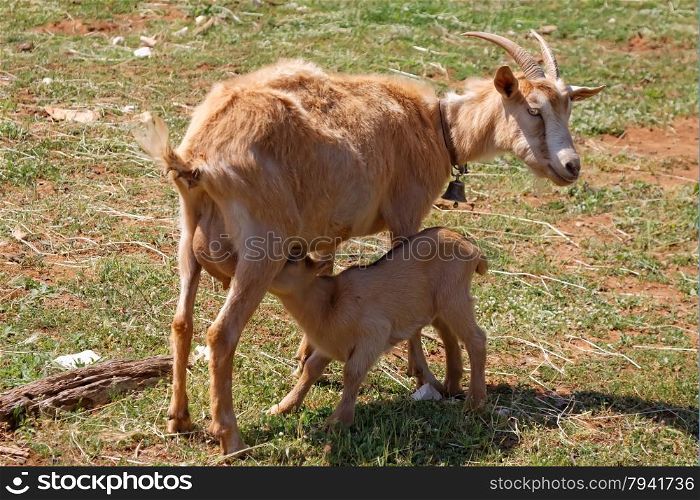 mother goat feeding baby goat