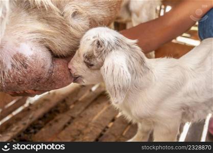 Mother goat feeding lovely white kid in wooden shelter. Cute with funny. Close. Soft sunlight. Selective focus. Local Thai farm, Southern Thailand.