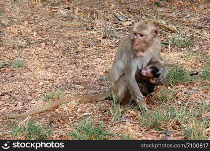Mother holding baby monkey And feeding the monkeys in the wild