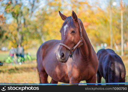 Mother horse and her little foal, close-up portrait on a pasture on a clear sunny day. Headshot of a beautiful mare with her foal.. Mother horse and her little foal, closeup portrait close-up.