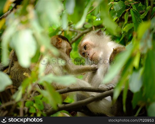 Mother looked at the baby monkey with gentle eyes, Expression of love on a tree, lives in a natural forest of Thailand.