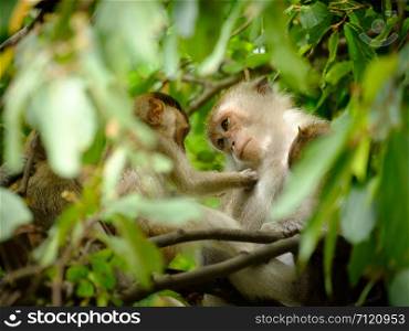 Mother looked at the baby monkey with gentle eyes, Expression of love on a tree, lives in a natural forest of Thailand.
