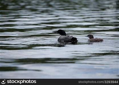 Mother loon with her duckling in the water at Lake of the Woods, Ontario