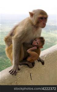 Mother monkey and child on the stone, mount Popa