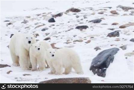 Mother polar bear and cubs standing in snow-covered field