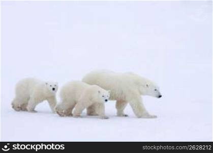Mother polar bear and cubs walking in snow-covered field