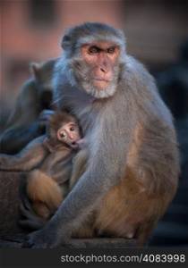 Mother Rhesus macaque nursing its baby. Shallow DOF, focus on female