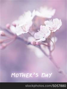 Mother's day greeting card, cherry tree blossom, fresh white blooming flowers branch on purple background with text space, soft focus, spring time season concept