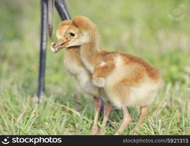 Mother Sandhill Crane Feeds her Babies