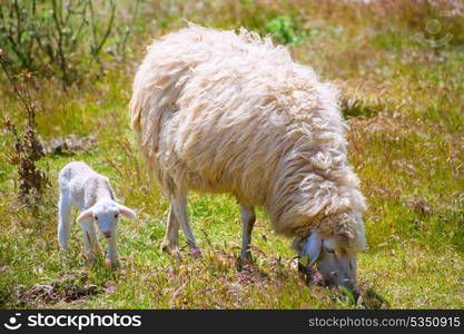 Mother sheep and baby lamb grazing in Menorca field