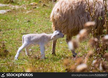 Mother sheep and baby lamb grazing in Menorca field