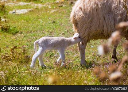 Mother sheep and baby lamb nursing in Menorca field