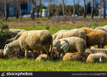 Mother sheep and lamb smelling each other in Turkey