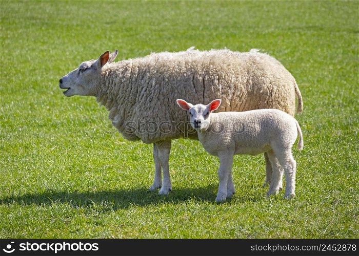 Mother sheep and white fluffy lamb in the meadow