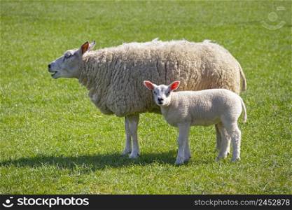 Mother sheep and white fluffy lamb in the meadow