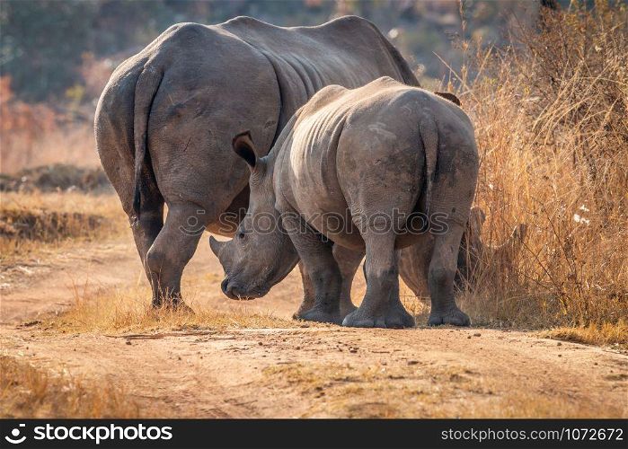 Mother White rhino with a calf in the bush, South Africa.