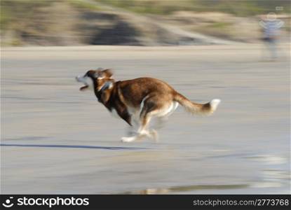 Motion blur photo of dog running fast