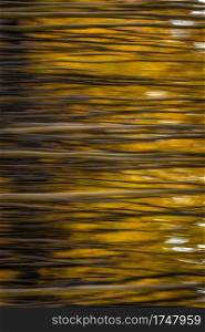Motion blurred aspen trees in late September in Alberta, Canada along the shores of Abraham, Lake.