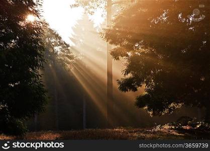 Motivational sunbeams through trees in Autumn Fall forest at sunrise