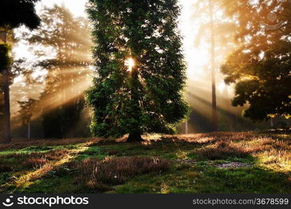 Motivational sunbeams through trees in Autumn Fall forest at sunrise