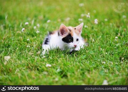 Motley cat playing on green grass