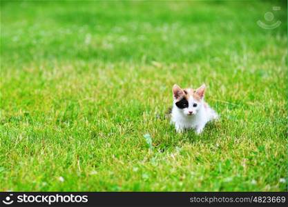 Motley cat playing on green grass