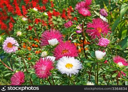 Motley colourful asters and other flowers in the flowerbed. Fine sunny day