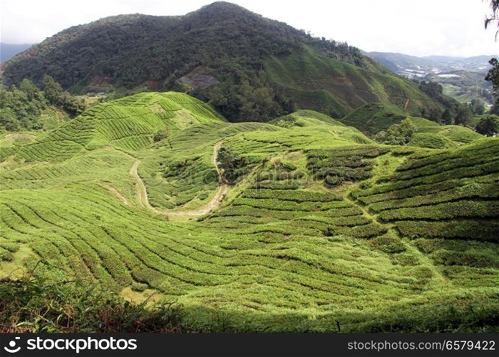Mount and tree plantation in Cameron Highlands, Malaysia