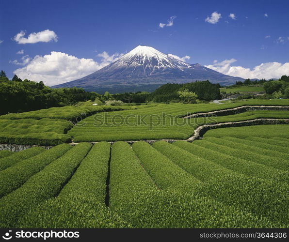 Mount Fuji