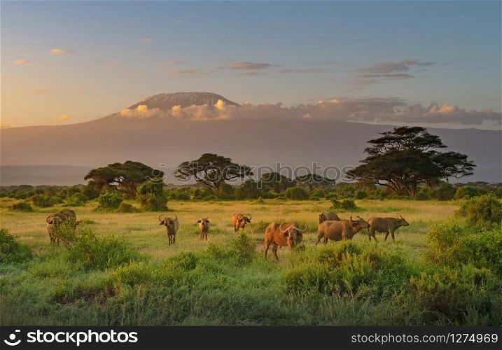 Mount Killimanjaro in Morning light, Amboseli, Kenya
