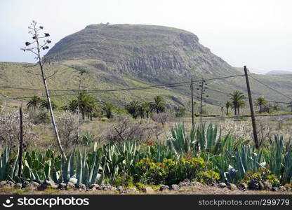 Mount with cactuses on the La Gomera island