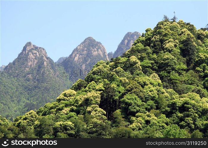 Mount with green trees in Huangshan mountain, China