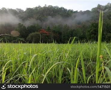 mountain and grass field in Morning