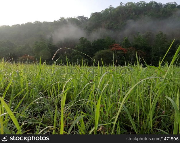 mountain and grass field in Morning