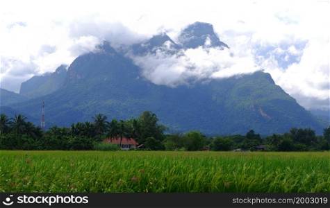 Mountain and green rice field in nature