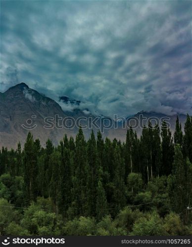 mountain and pine forest in morning