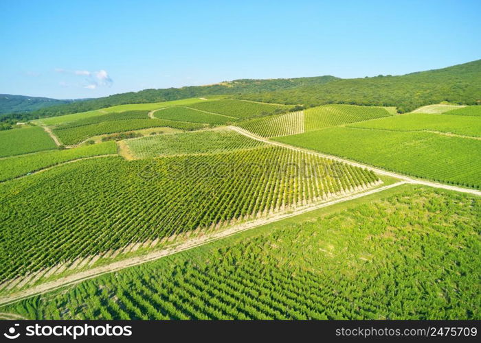 Mountain and Vineyard. Narure composition.