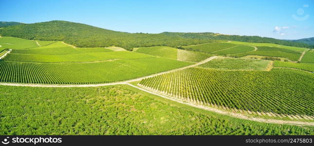 Mountain and Vineyard. Narure composition.