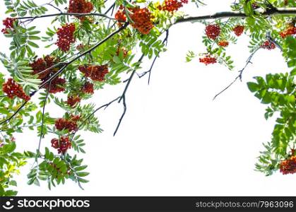 mountain ash berry, frame, red, ripe