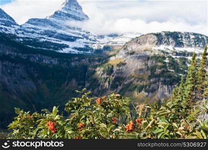 Mountain ash orange berries in Glacier National Park