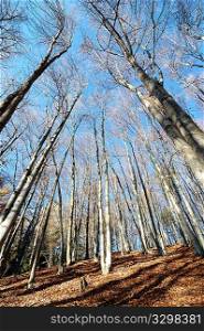 Mountain Beech woods during fall season; vertical orientation