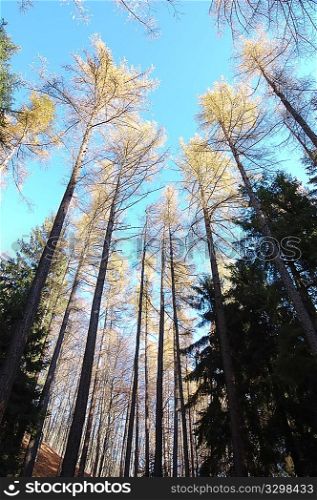 Mountain Beech woods during fall season; vertical orientation